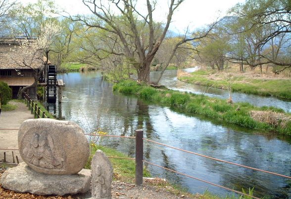 Wasabi Farm in Spring